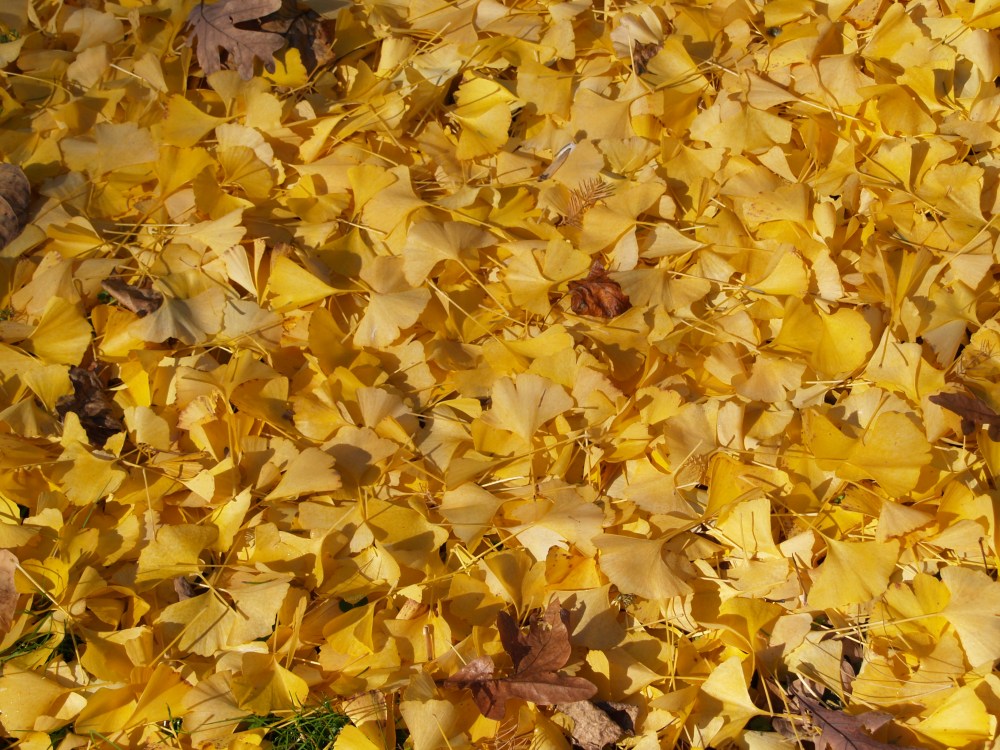 Ginkgo Autumn Gold leaves on the ground