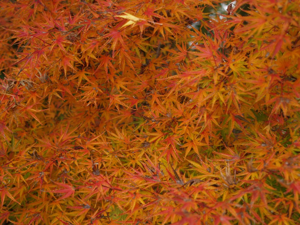 Okushimo Japanese maple in November
