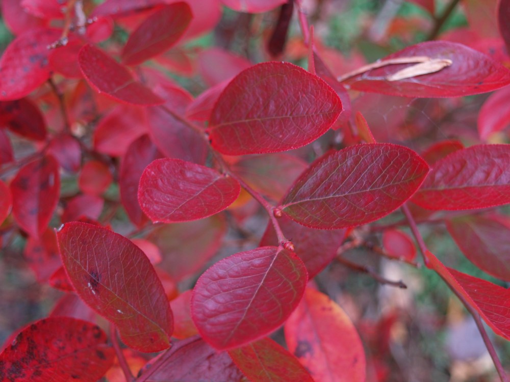 Blueberry fall foliage