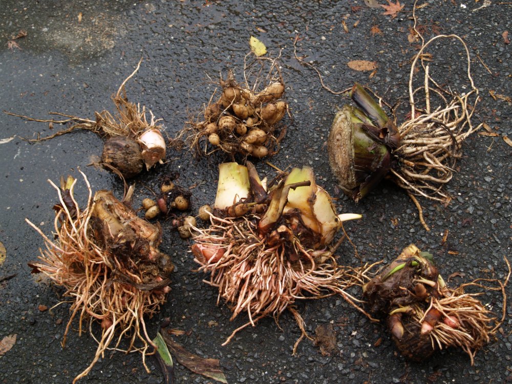 Dahlias, elephant ears, and banana roots ready for storage