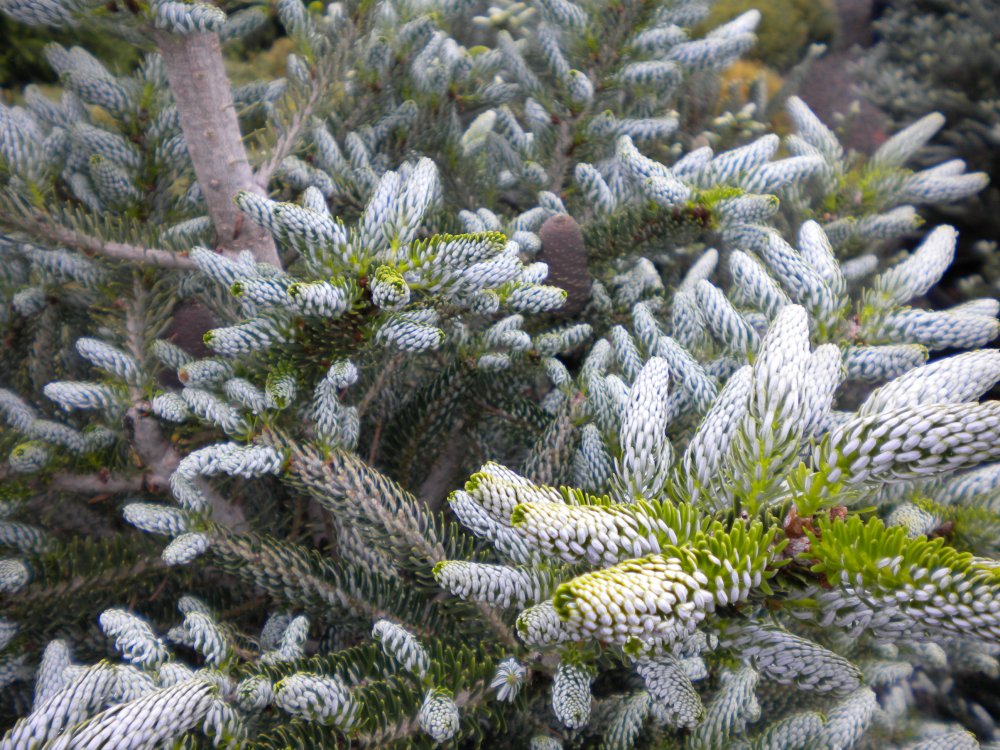 DSCN0053 Horstmann's Silberlocke fir