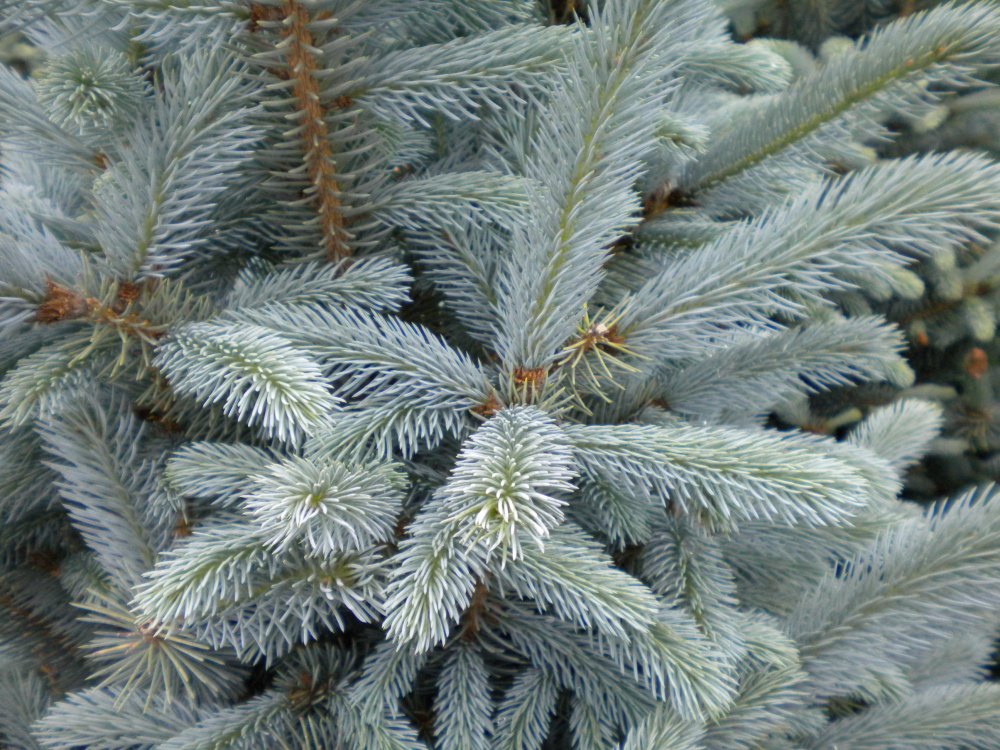 DSCN0054 Bacheri spruce