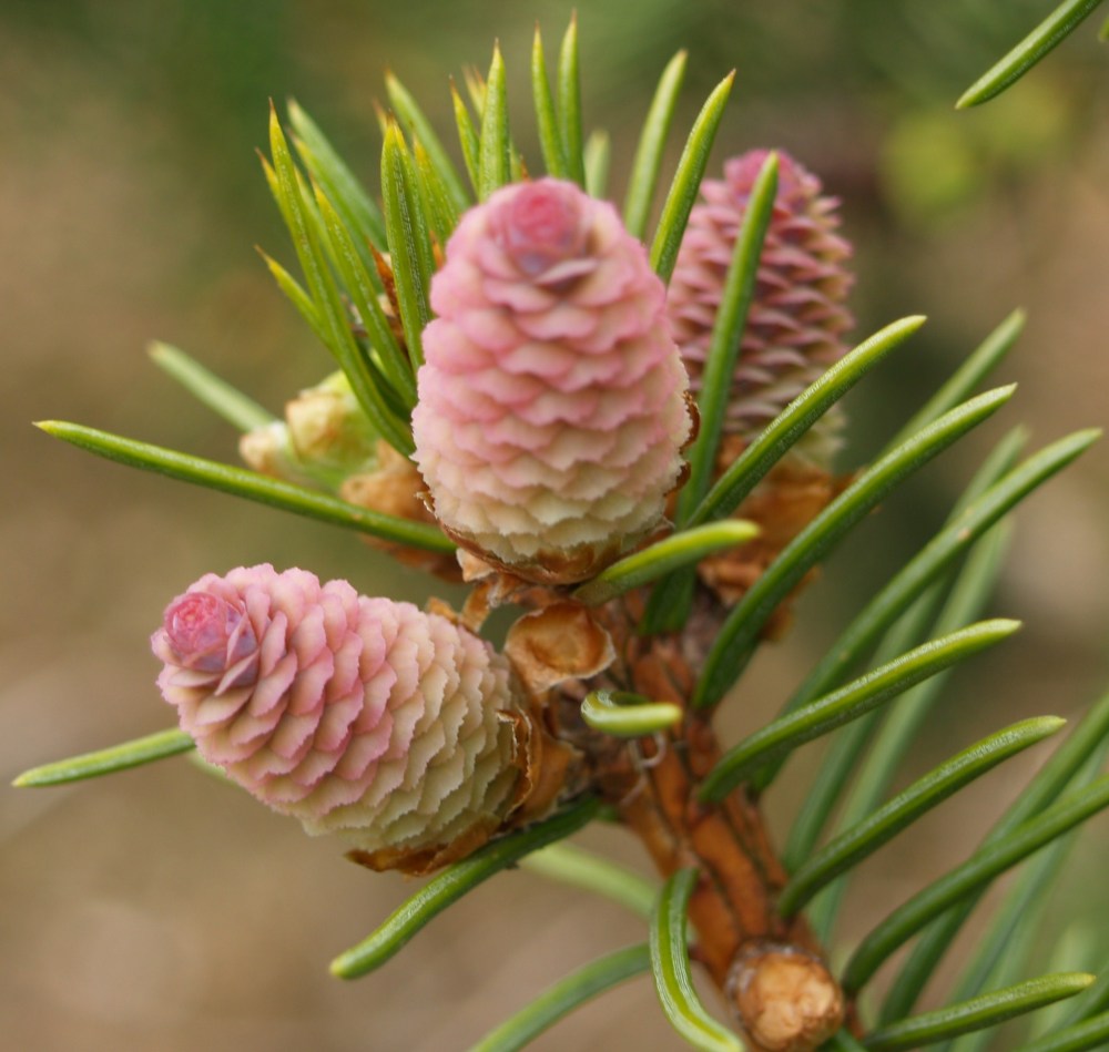 P1011168 Acrocona spruce