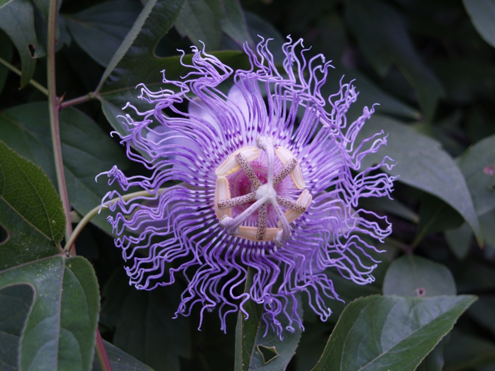 Passion flower vine