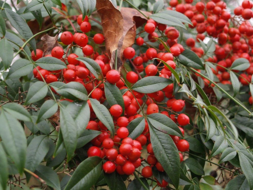 Nandina berries in December