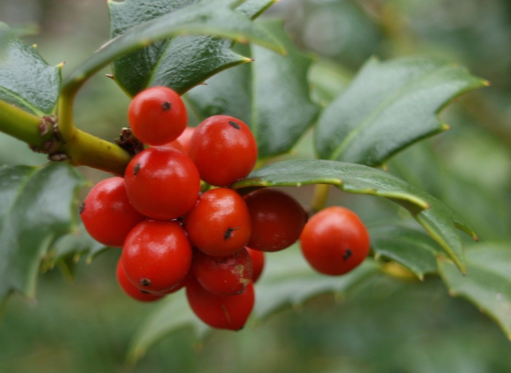 Holly berries in January