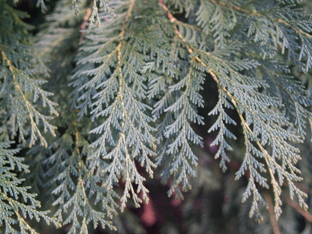 P1013101 Gold Sun cypress