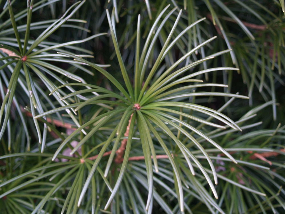 P1013112 Japanese Umbrella Pine
