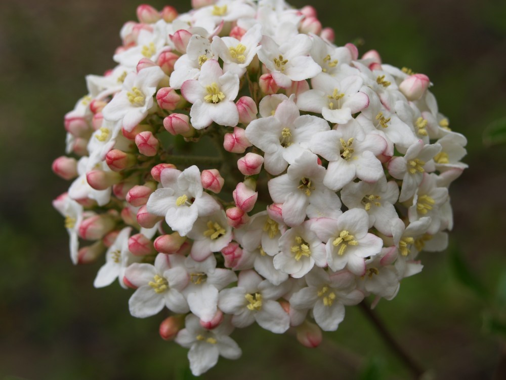 P1011138 Carlesi viburnum