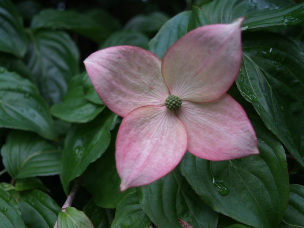 P1011593 Satomi dogwood