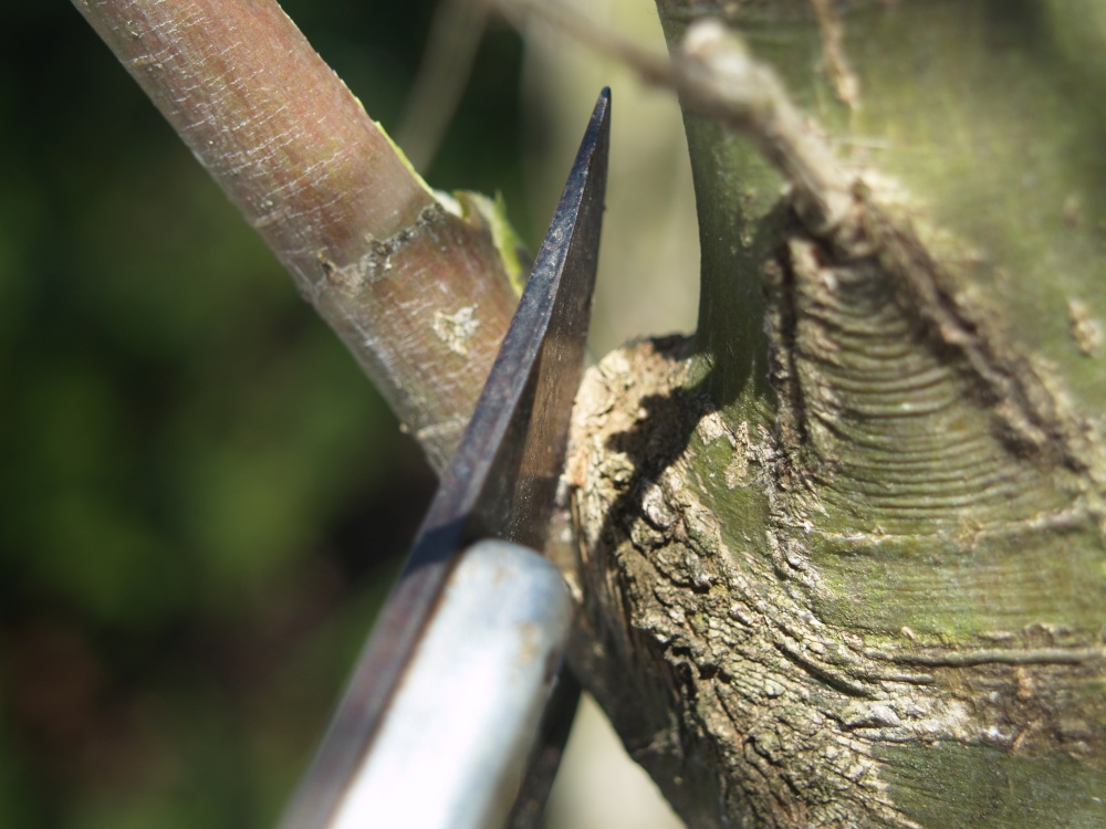 Pruning leaving the branch collar