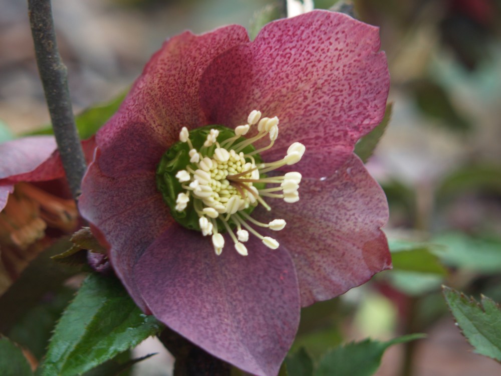 Dusky purple hellebores