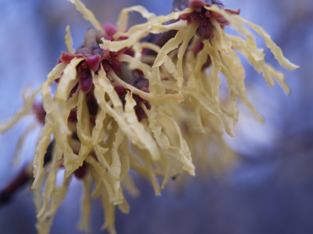 Arnold's Promise witch hazel