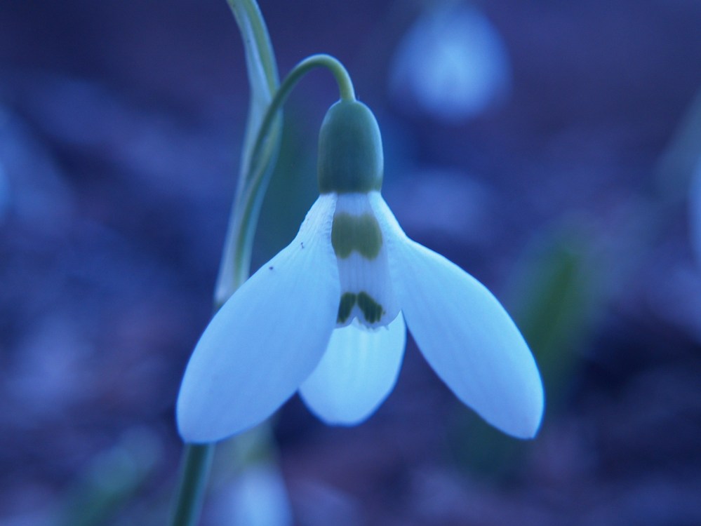 Snowdrop