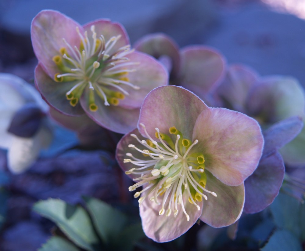 Hellebores