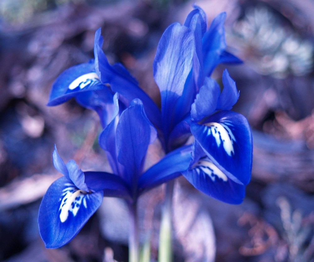 Iris reticulata