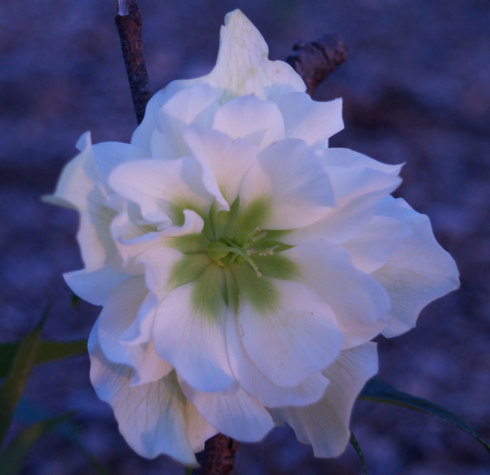 Double flowered hellebore