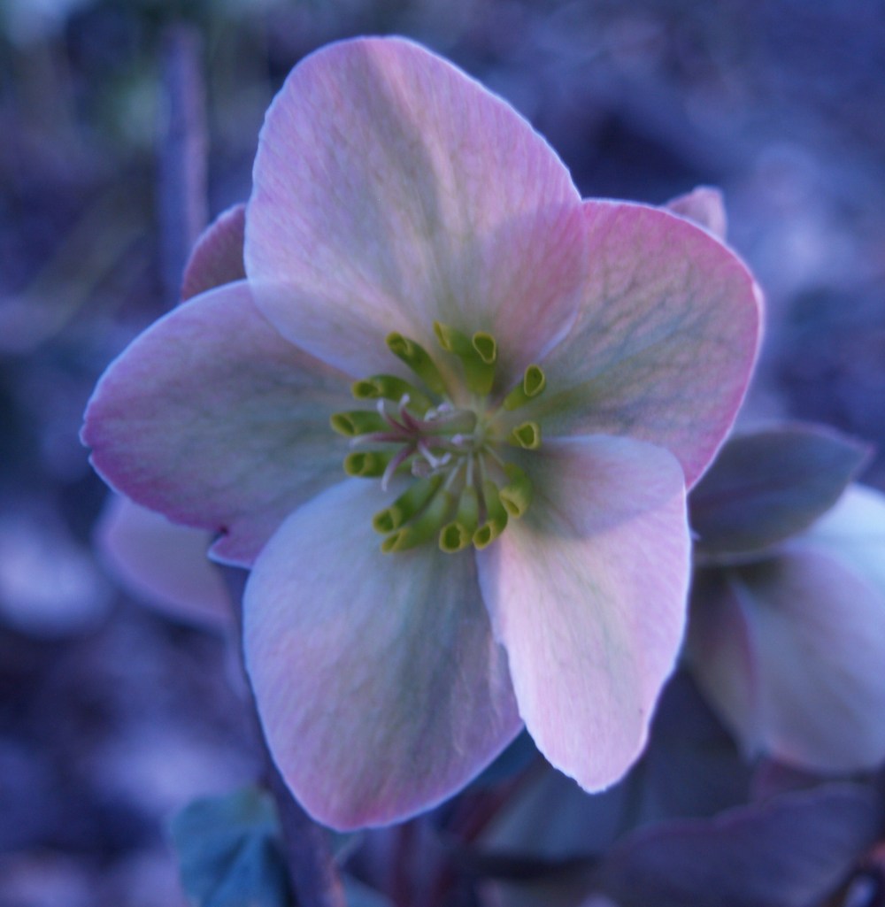 Hellebore