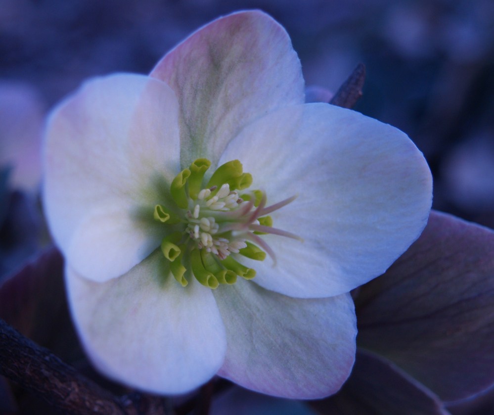 Hellebore
