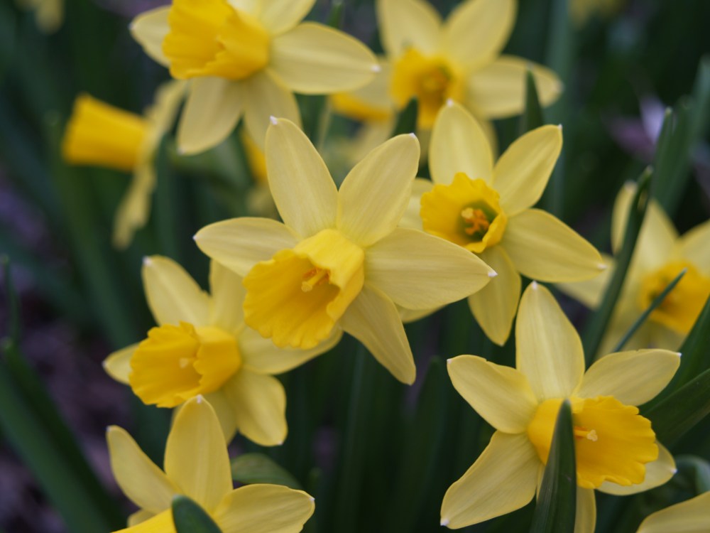 Narcissus February Gold