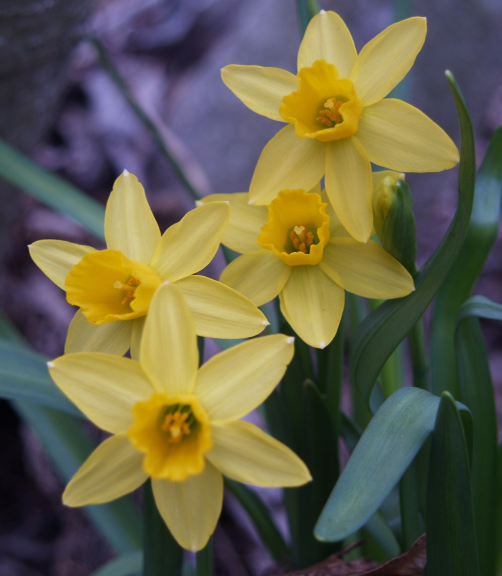 February Gold narcissus