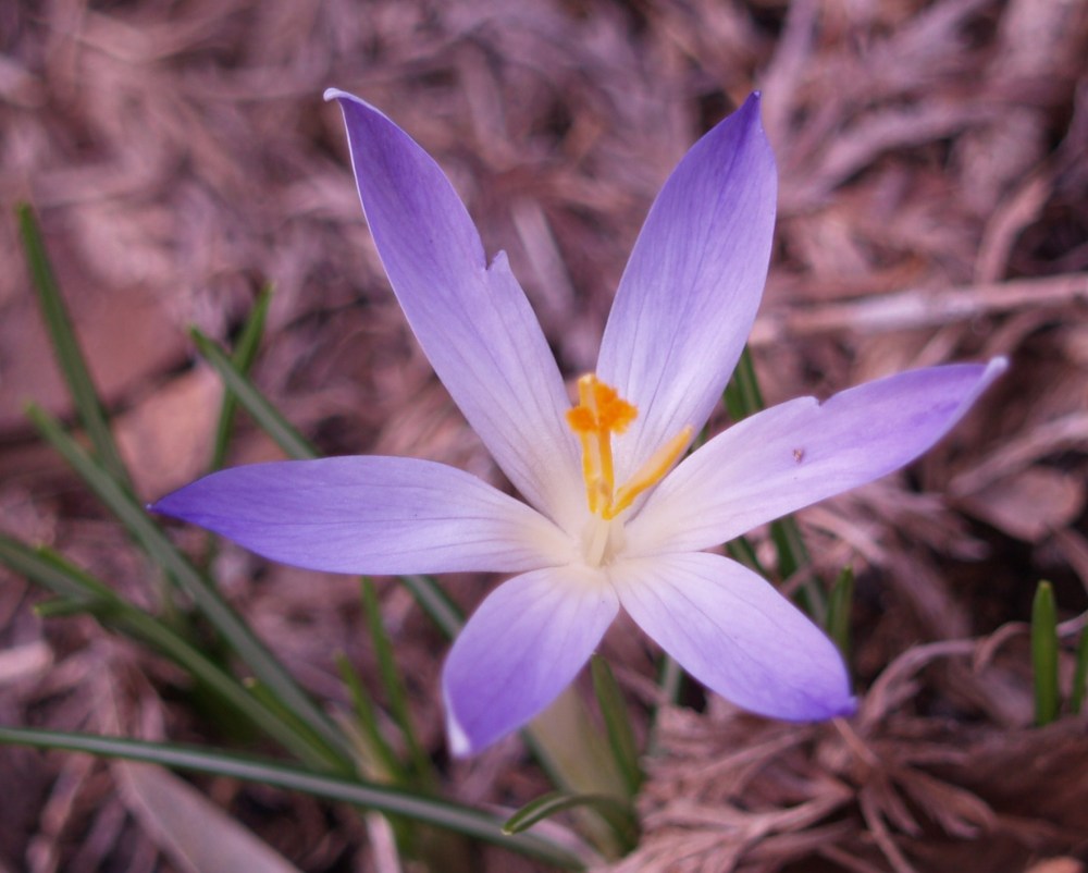 Crocus