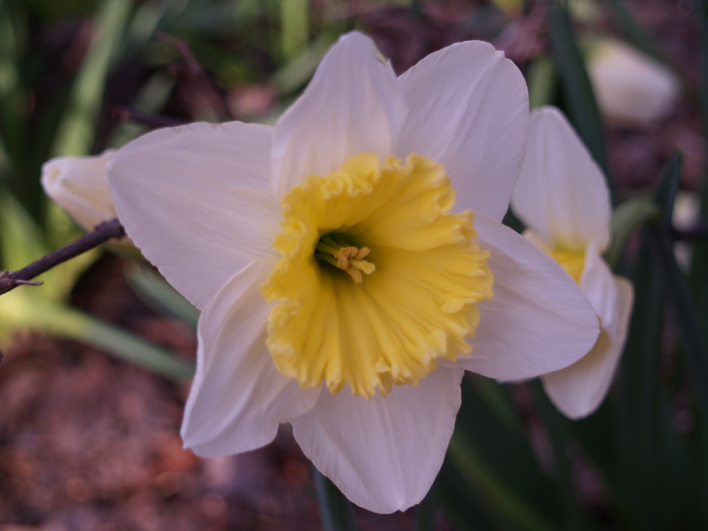 Narcissus