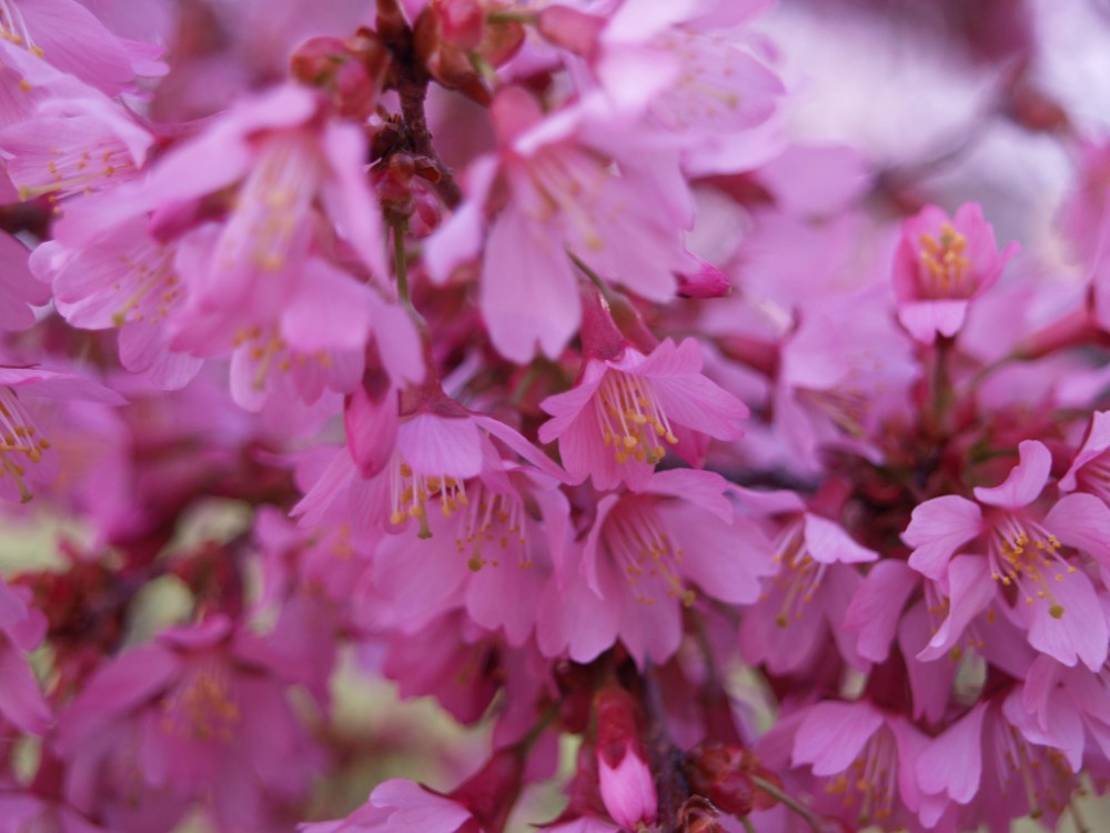 Okame cherry in mid March