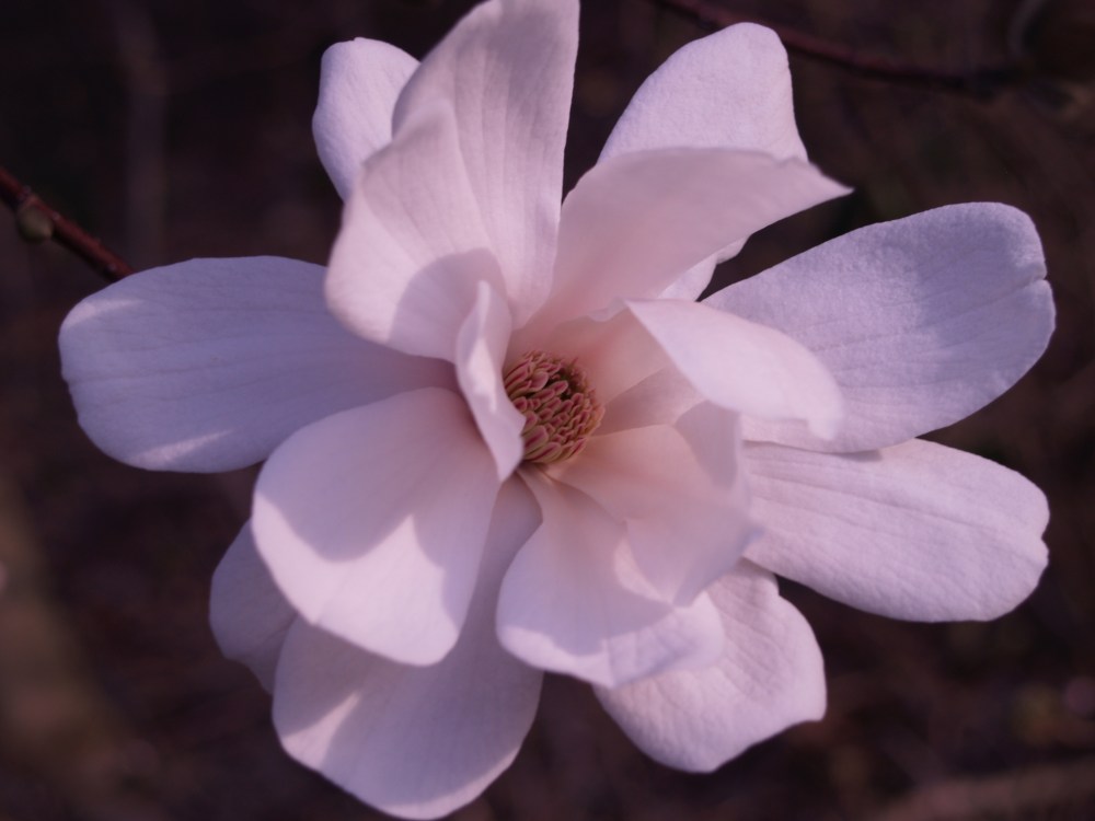 Dr. Merrill magnolia