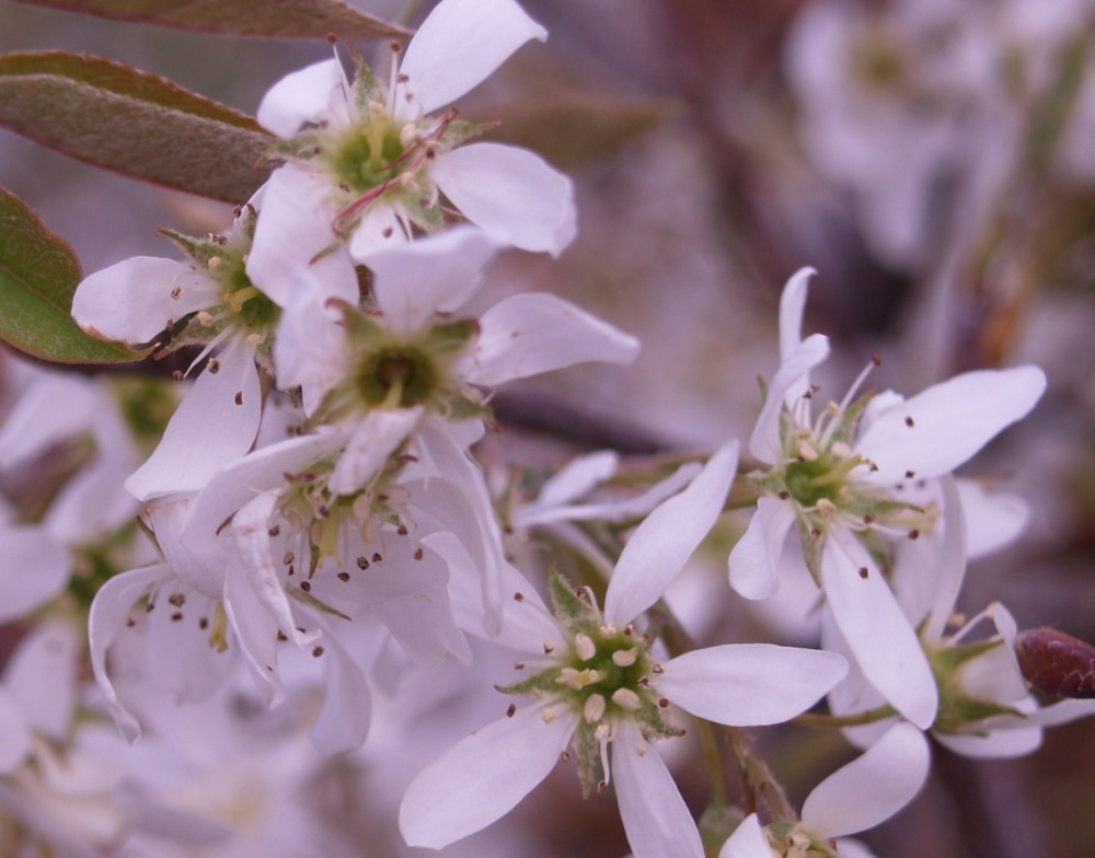 Serviceberry