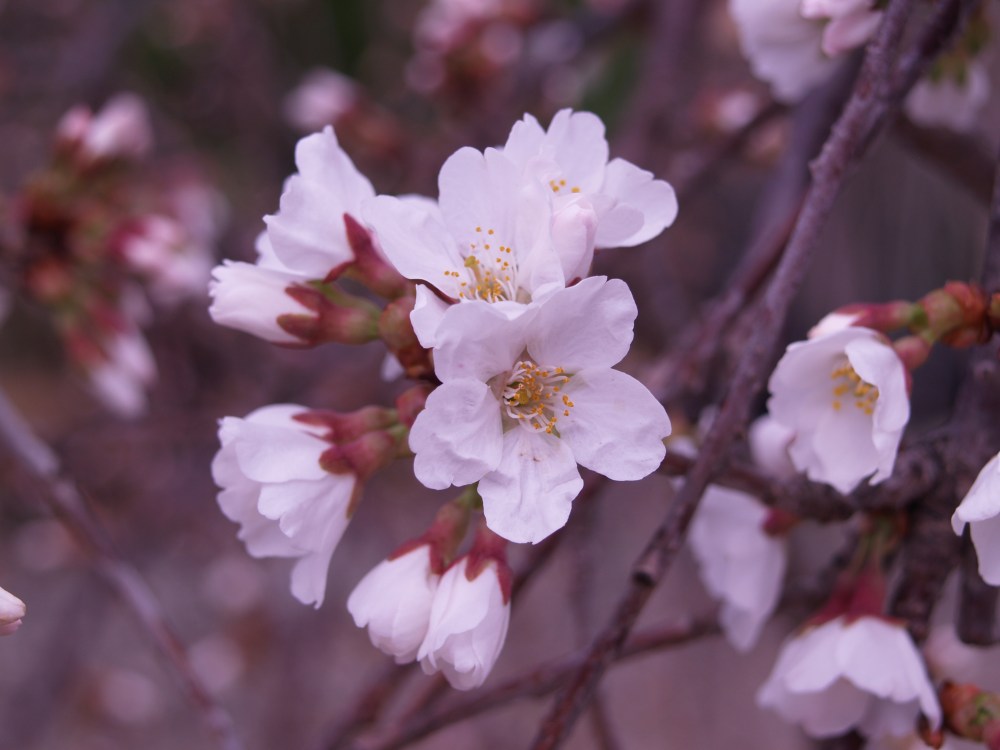 Snow Fountain cherry
