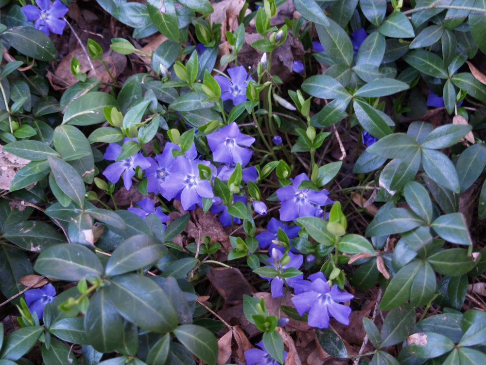 P1013788 Periwinkle