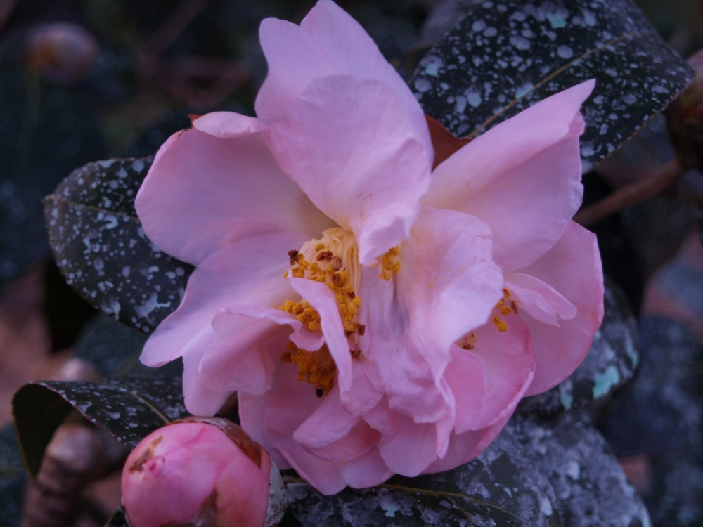 Winter's Interlude camellia
