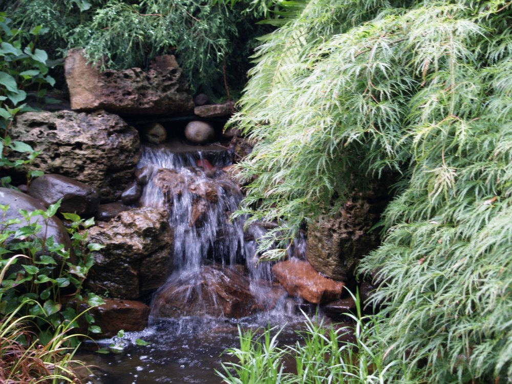 Japanese maple overhanging pond