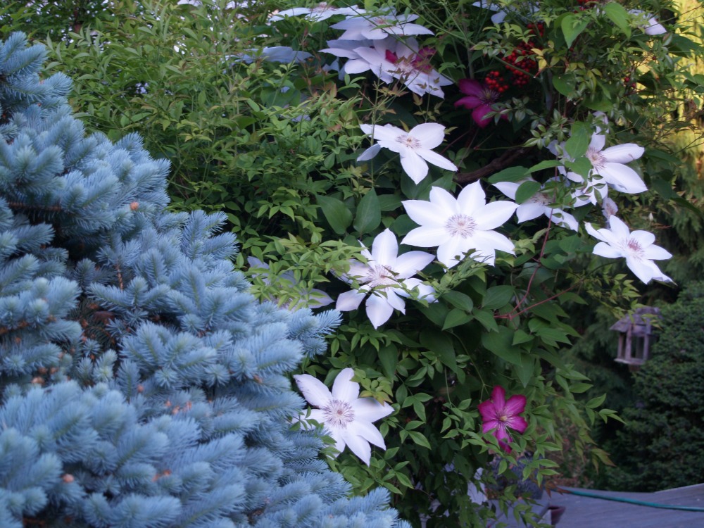 Henryi clematis growing from nandina into Globosa blue spruce