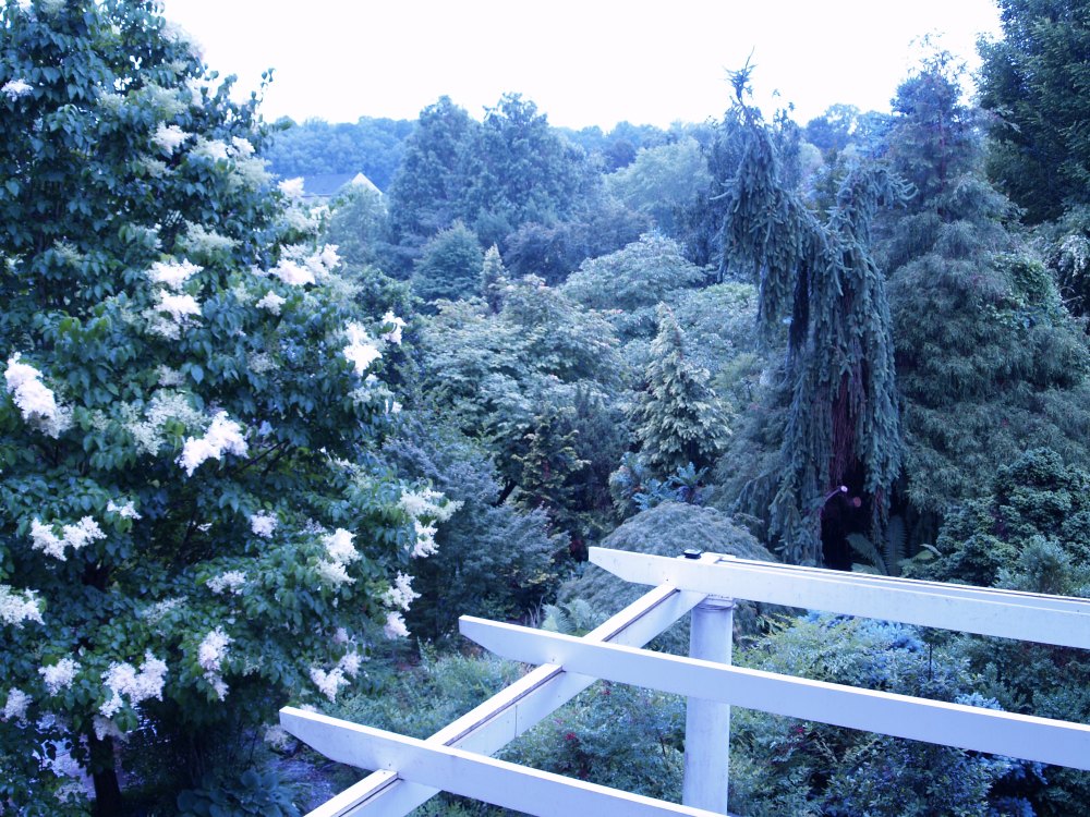 The rear garden in late May