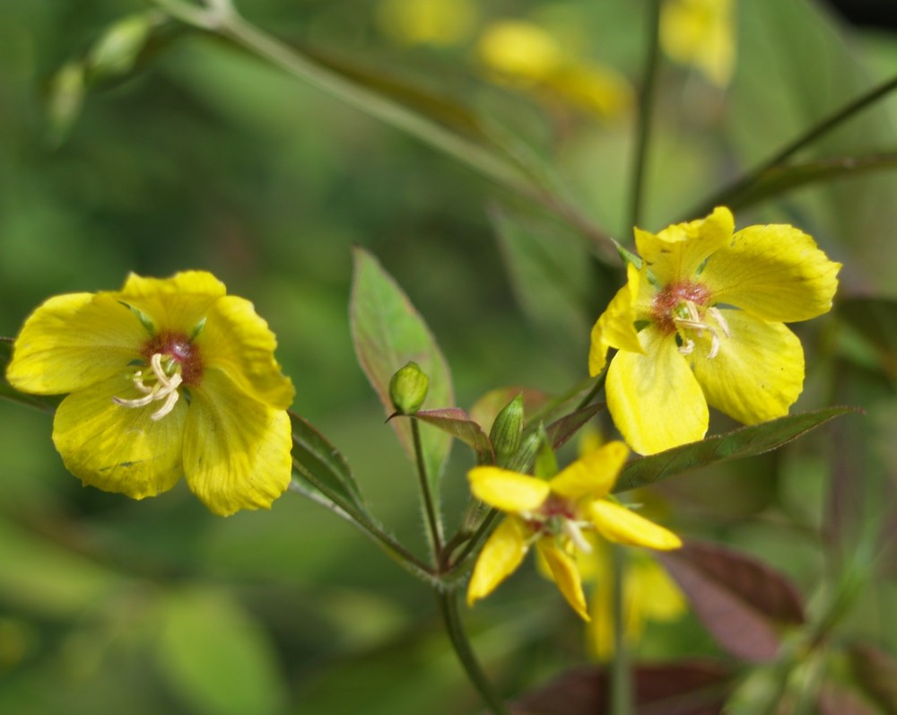 Lysimachia Firecracker
