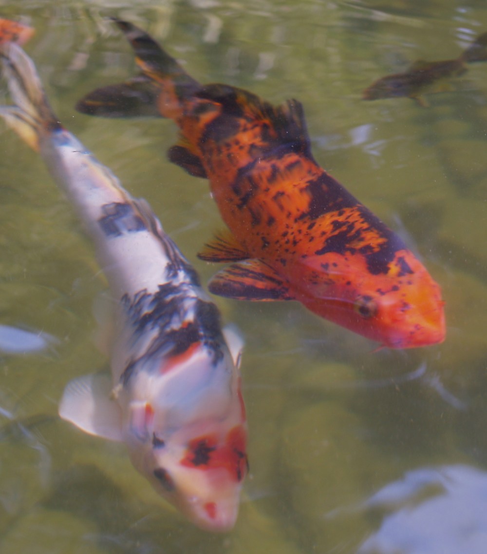 Koi