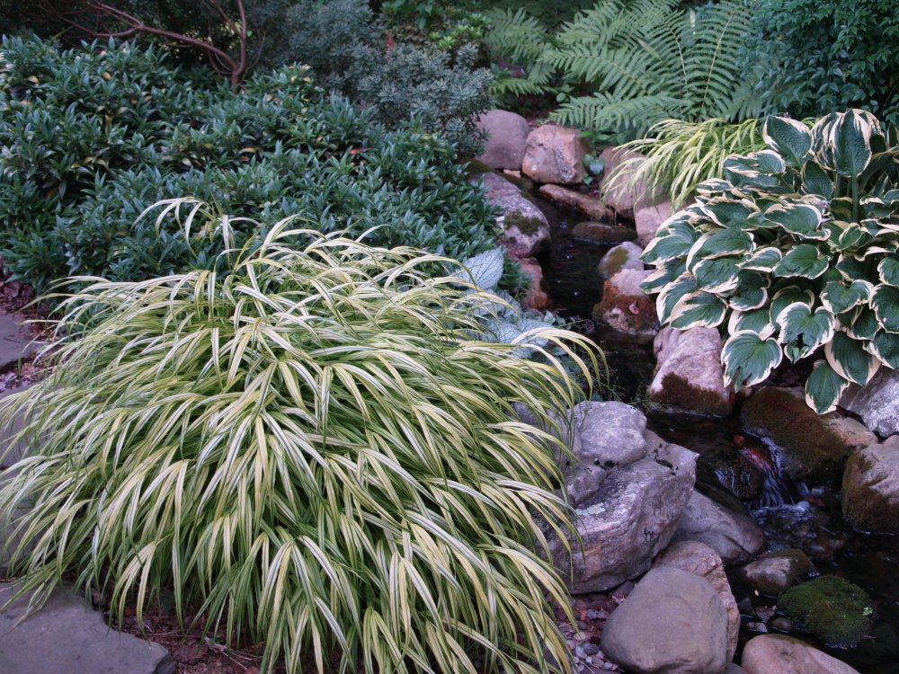 Japanese Forest grass grows along a creek I've constructed. Though it is close to water, the rubber lined creek keeps the nearby soil dry.