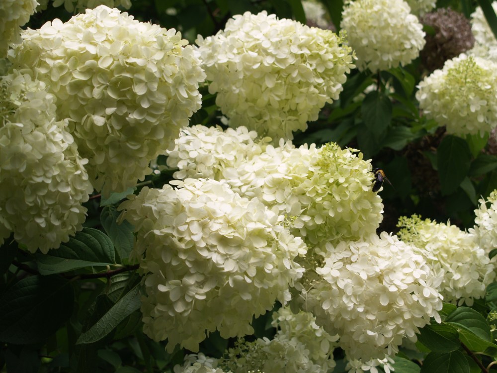 Panicle hydrangea