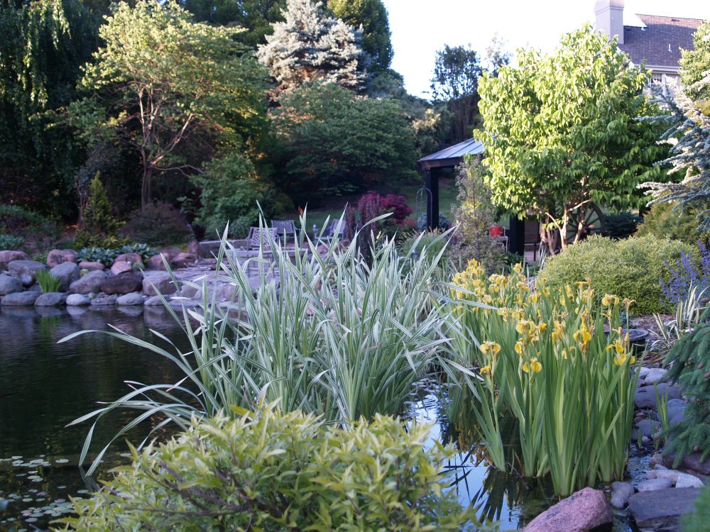 Yellow flag iris and cattails in April