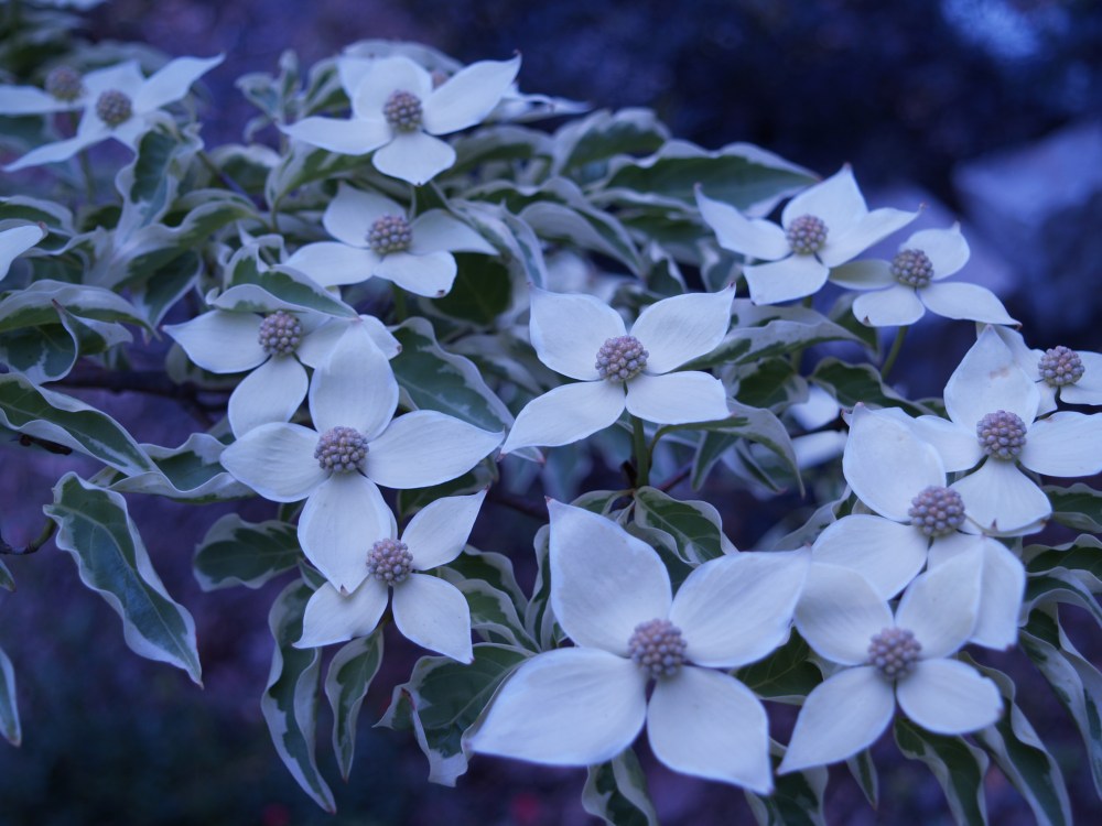 Wolf Eyes dogwood