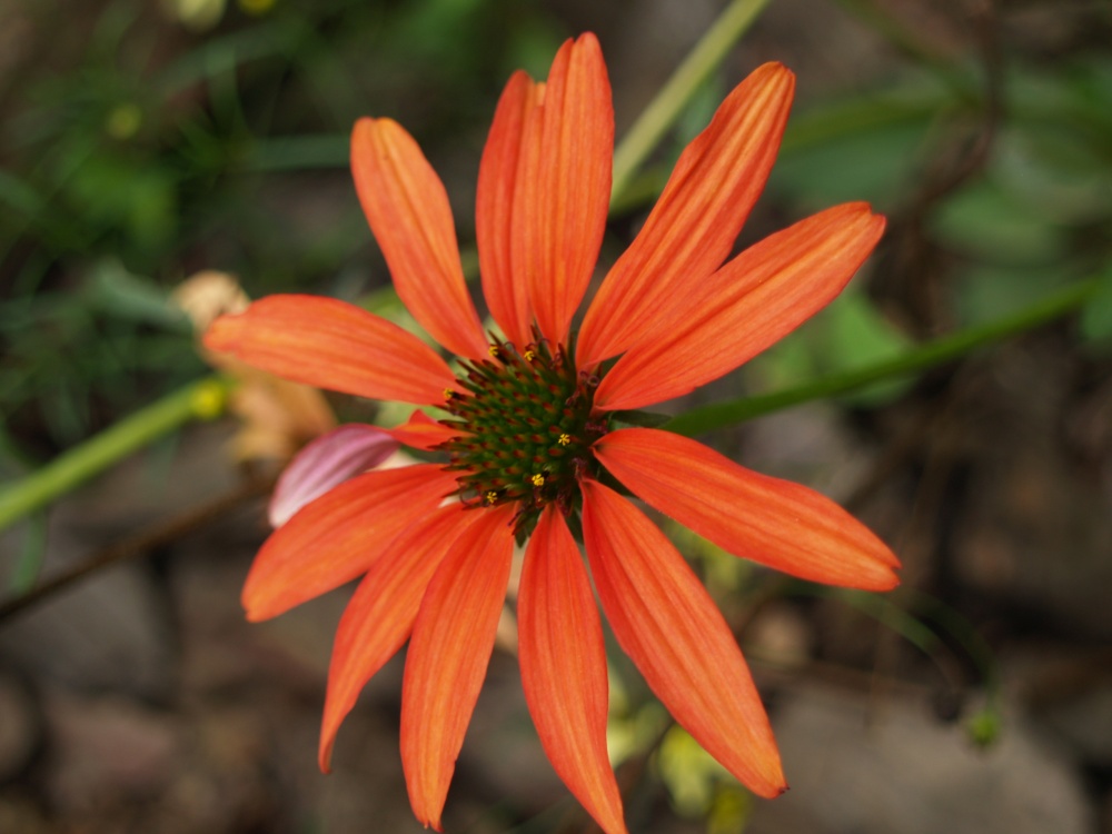 A photo of 'Tomato Soup' coneflower before it faded and disappeared. In full sun this is exceptional, but it did not fare so well when it was more shaded.