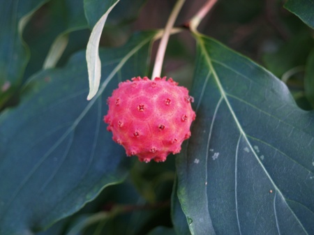 The fruit of Chinese dogwood in August