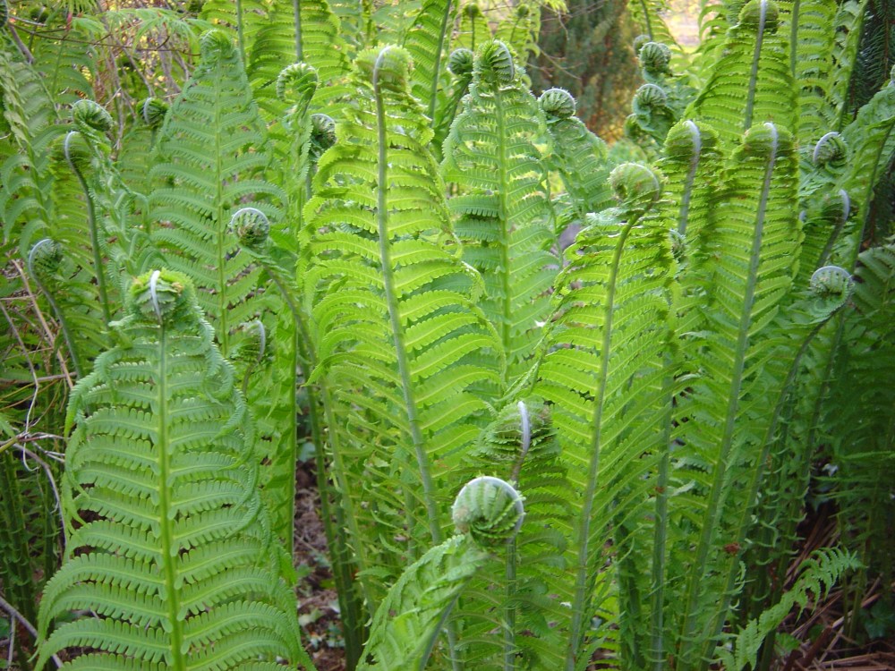 Ostrich fern