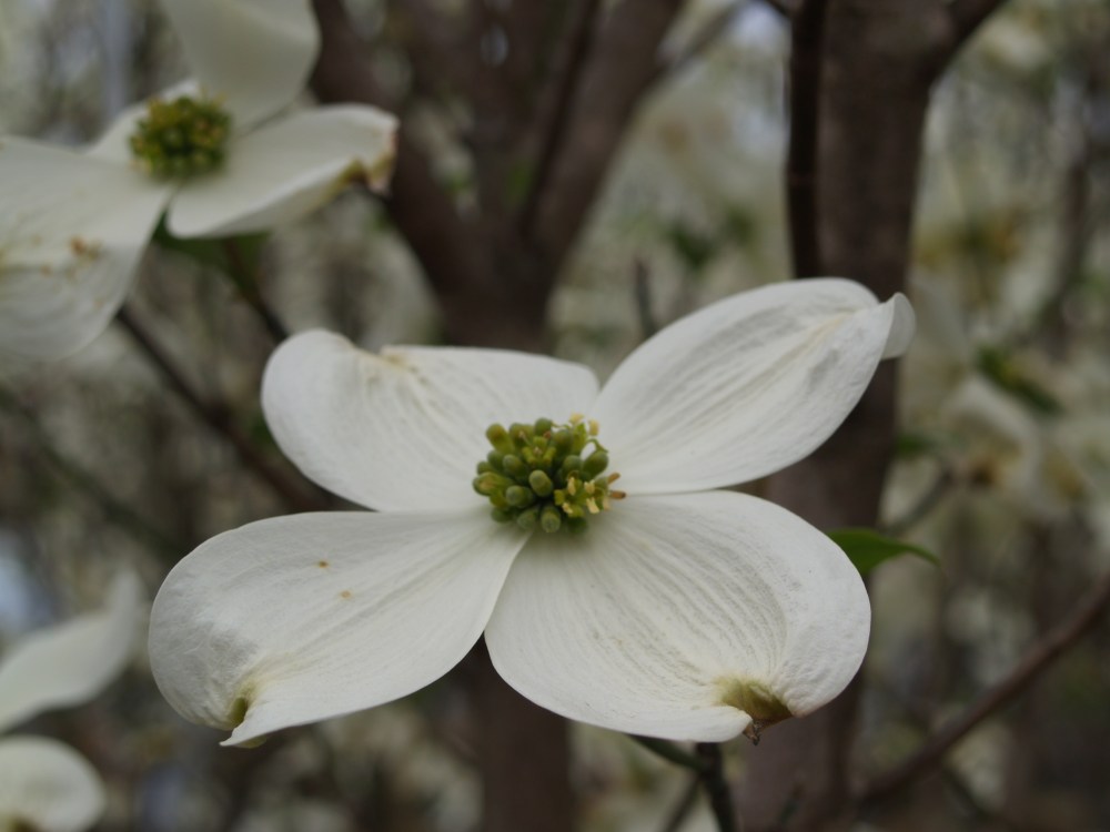 White dogwood