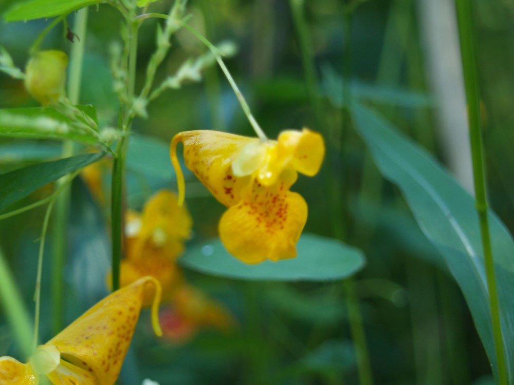 Flowers in the bog