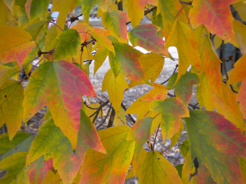 Maple autumn foliage