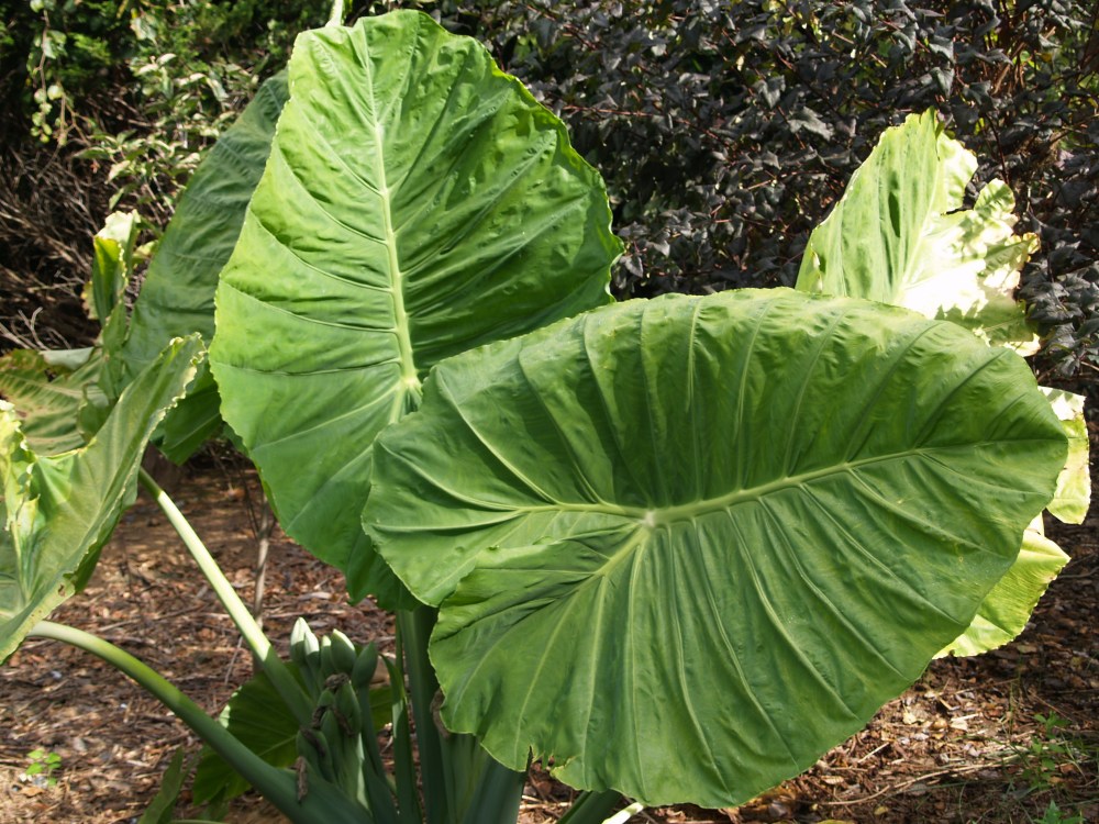 Colocasia Thailand Giant
