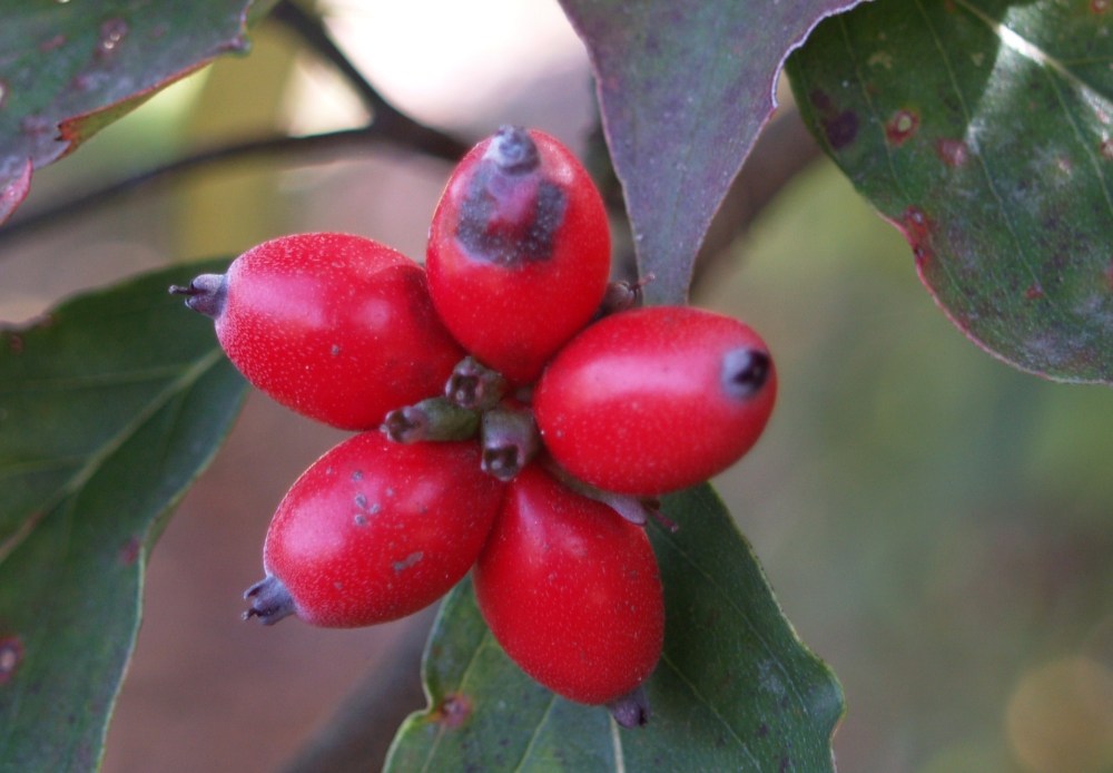 Dogwood berries in early November